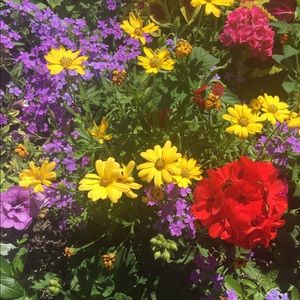 Meet your Posher, Phoebe